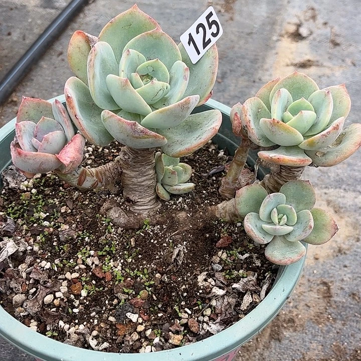 S***n125不售后白凤脱土发货不退不换