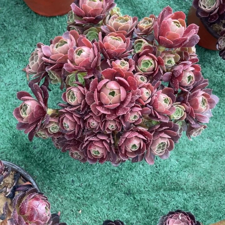 4号老桩荷兰玫瑰法师