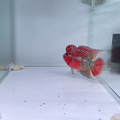 罗汉鱼鸿运罗汉一条1111