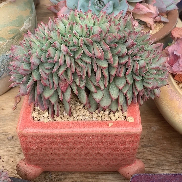 泡芙杂缀化整板缀