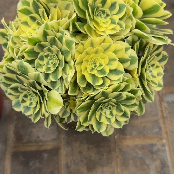 青*?迈巴赫丛林190肉肉