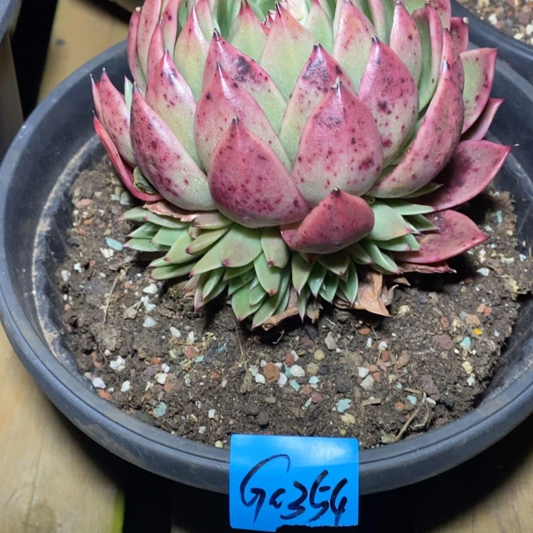 贝*多肉植物多肉植物0354