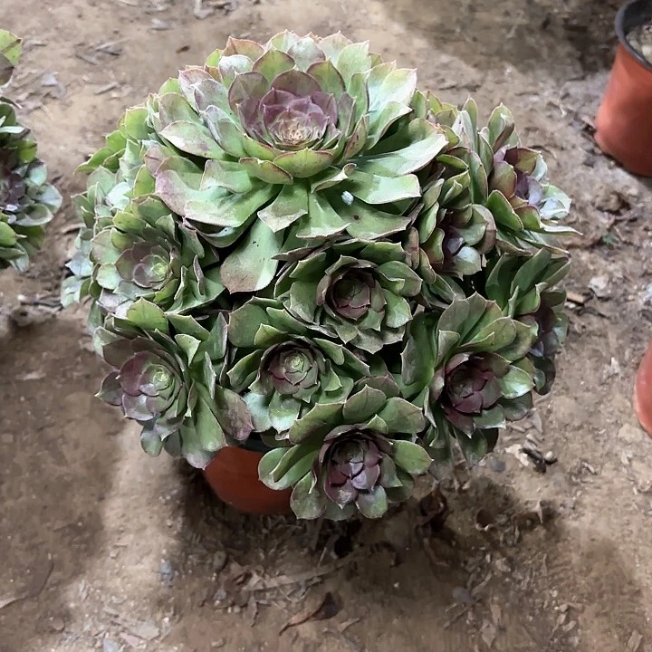 多肉植物万圣节45