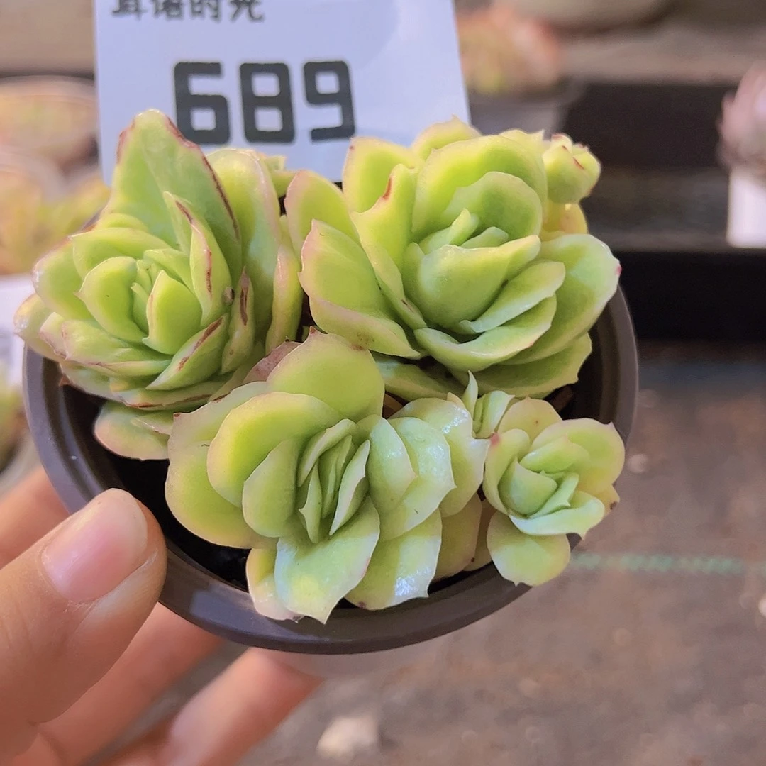 689，冰玫瑰锦，带盆带土发货