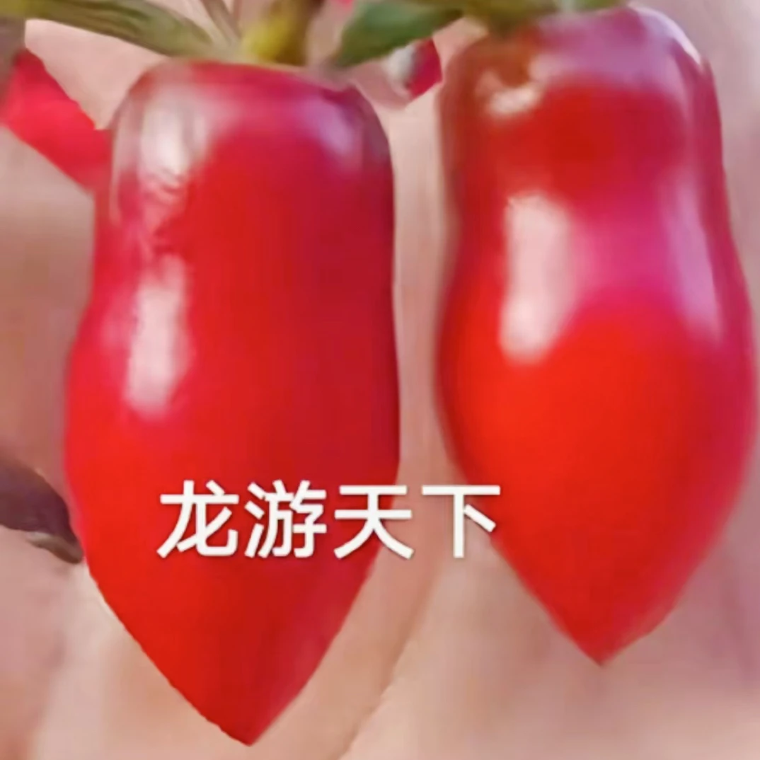 老鸦柿 龙游天下 品种苗