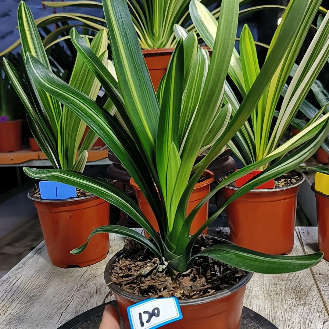 完全开放秋*君子兰120