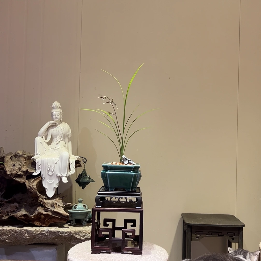 大部分花苞少量开放细叶寒兰