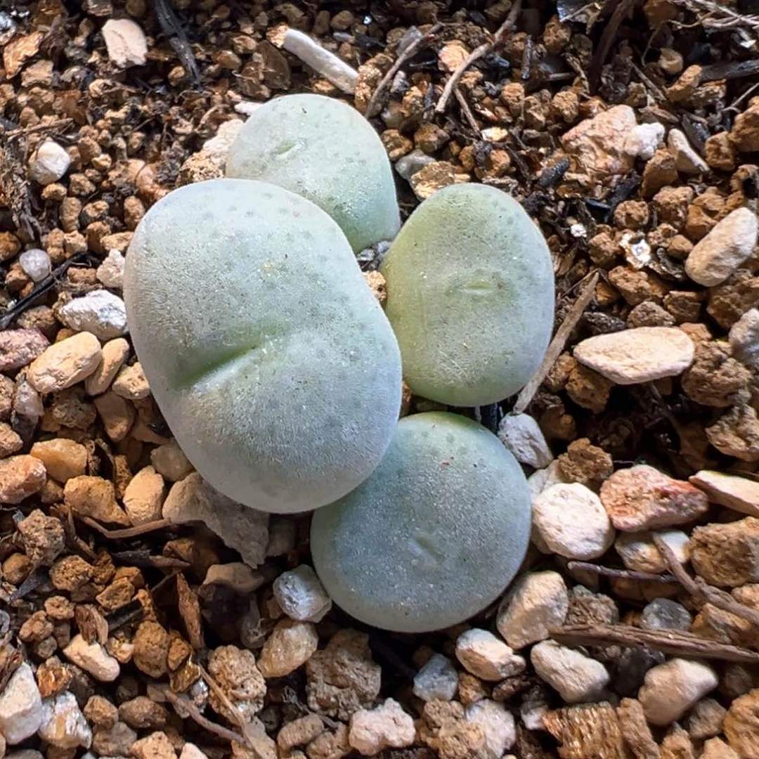82多肉植物百科知识
