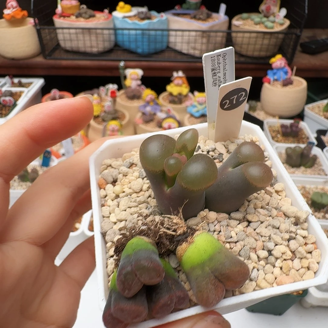戏***人多肉植物福利风铃272