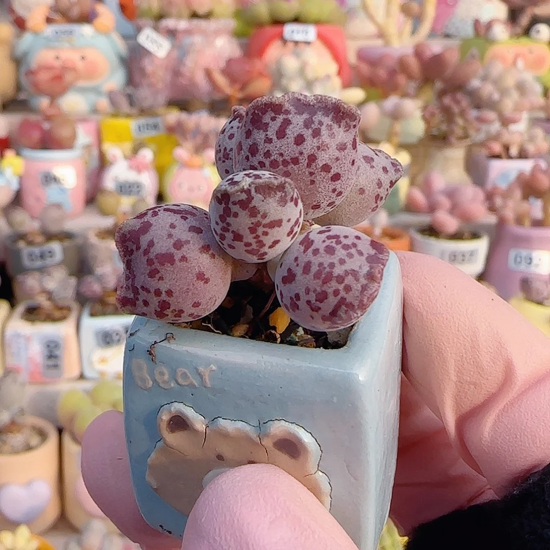 L小树猫耳海豹 盆口2.5cm