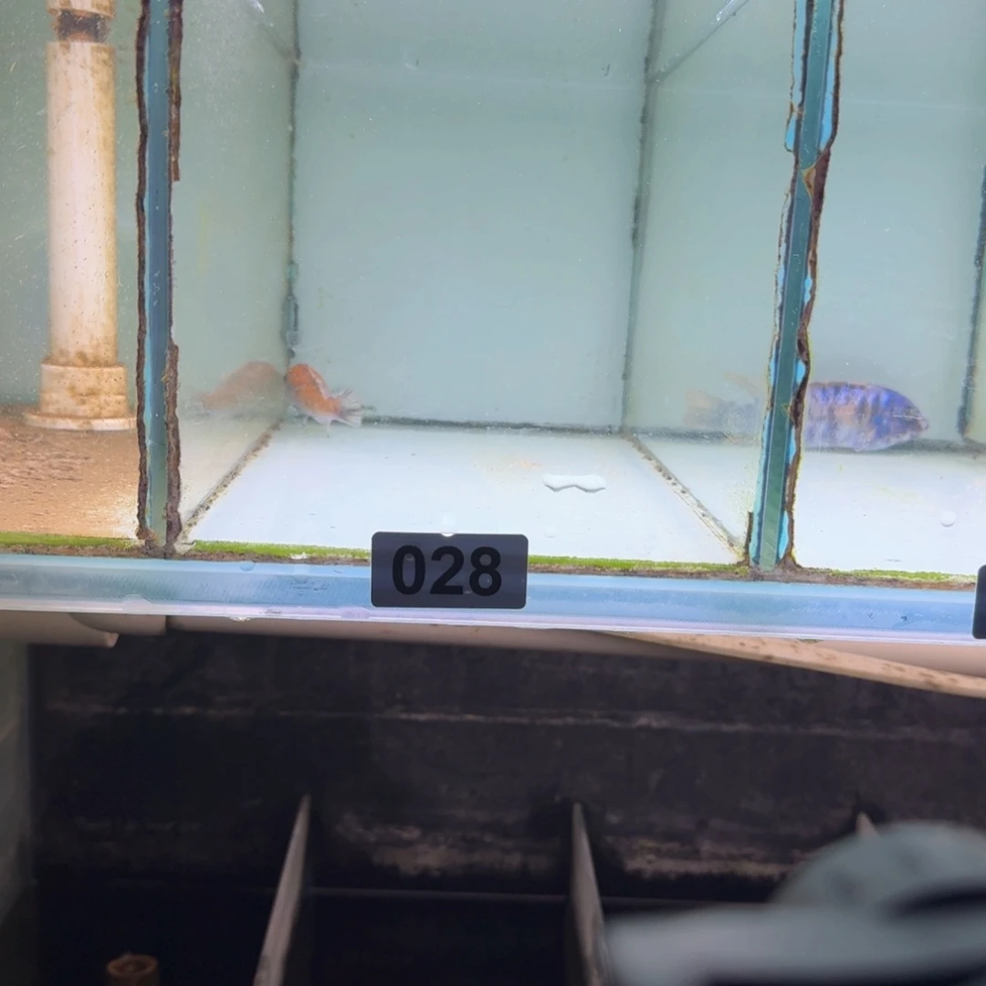 慈鲷鱼28号齐坦迪MC