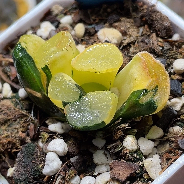 626狮子神万象您福利