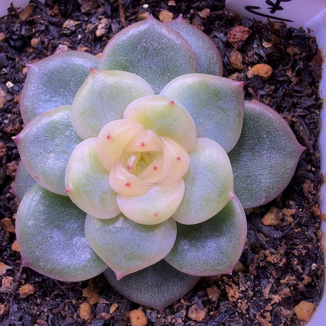 末思量叶插苗一物一拍