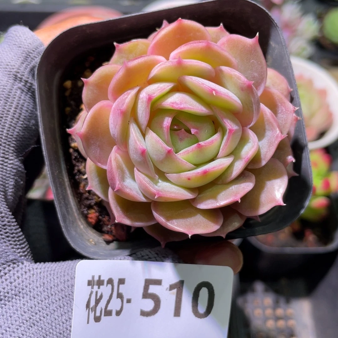 花利美25-510昂斯诺