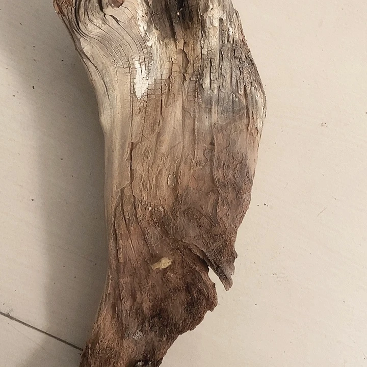 香榧木大*太行天下第一