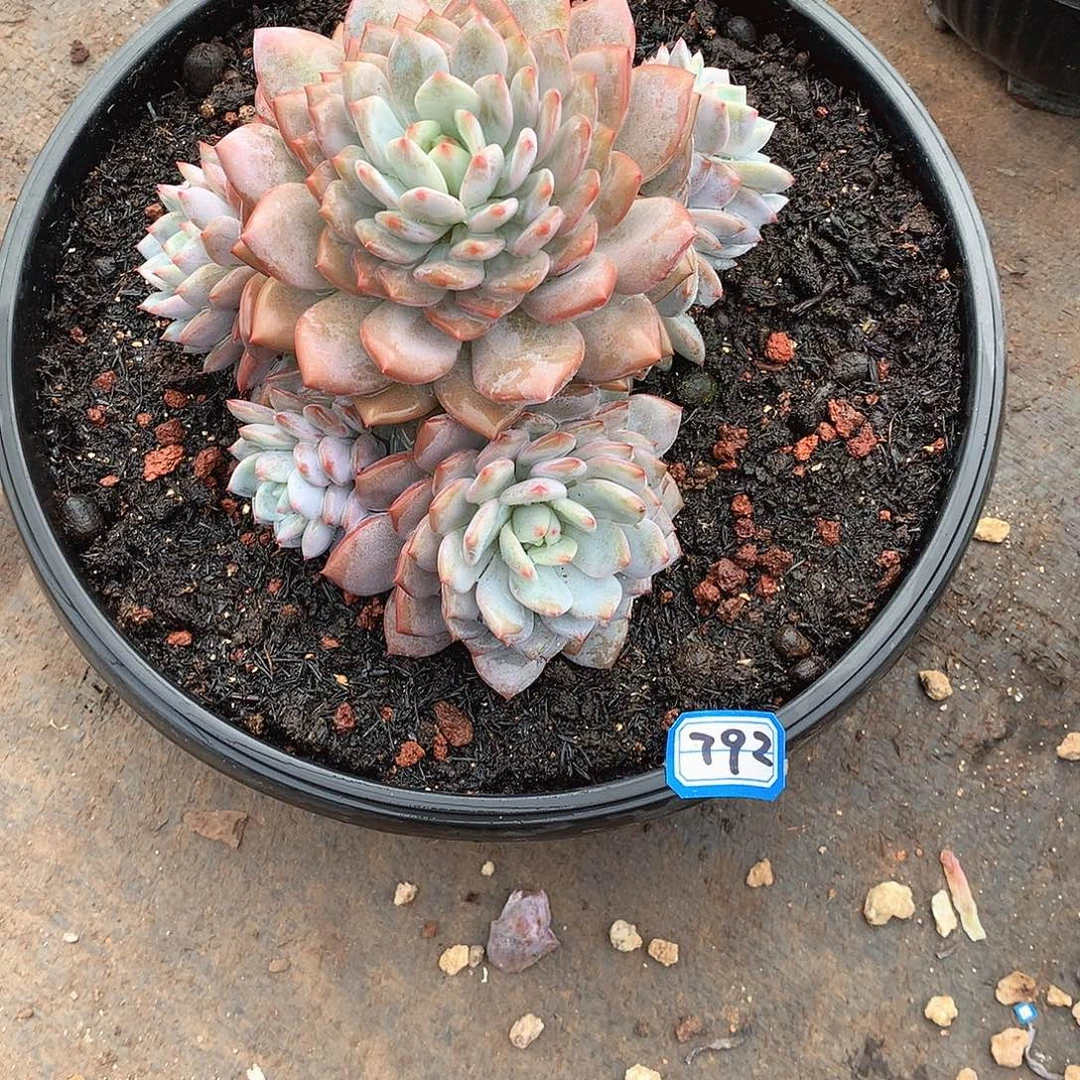 792星星橙一物一拍多肉