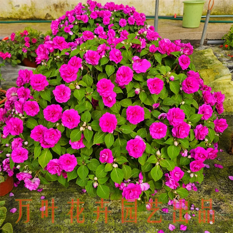 水梅花精品大颗原盆原土带花苞发货常年开花好养易活的盆栽花卉