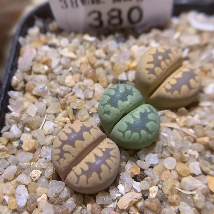 Sss石石花多肉380