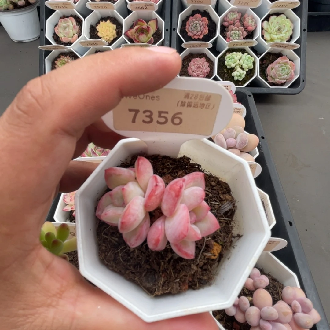 7356奶油泡芙4.0厘米