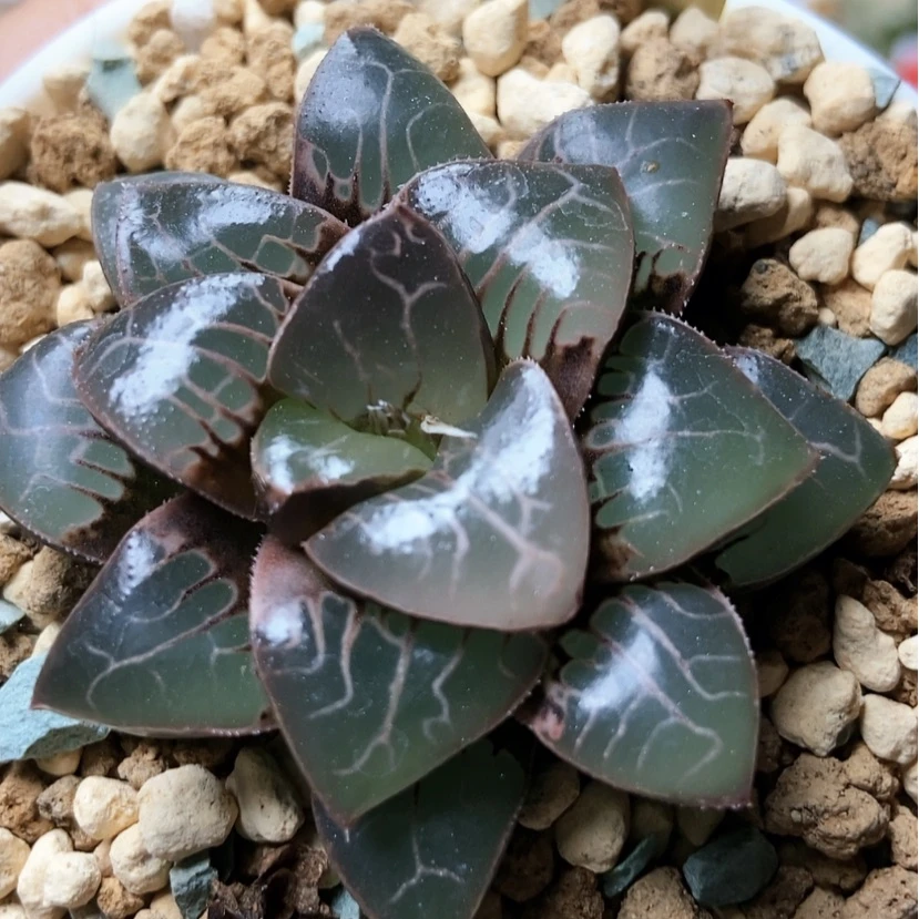 【闪购商品】?**サ天池8