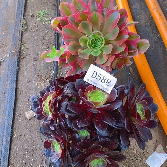 588红袖欧紫多肉2颗