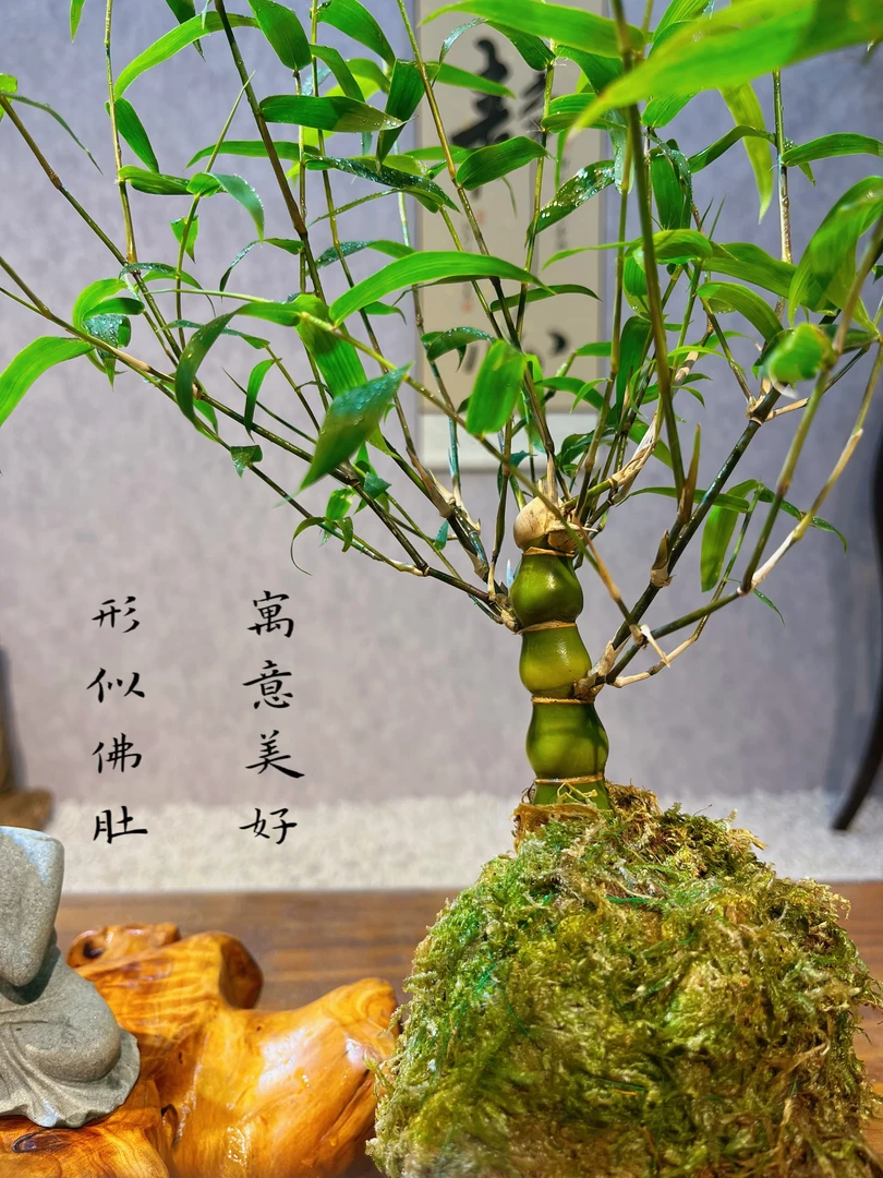 佛肚竹提根老桩链接壹物壹拍