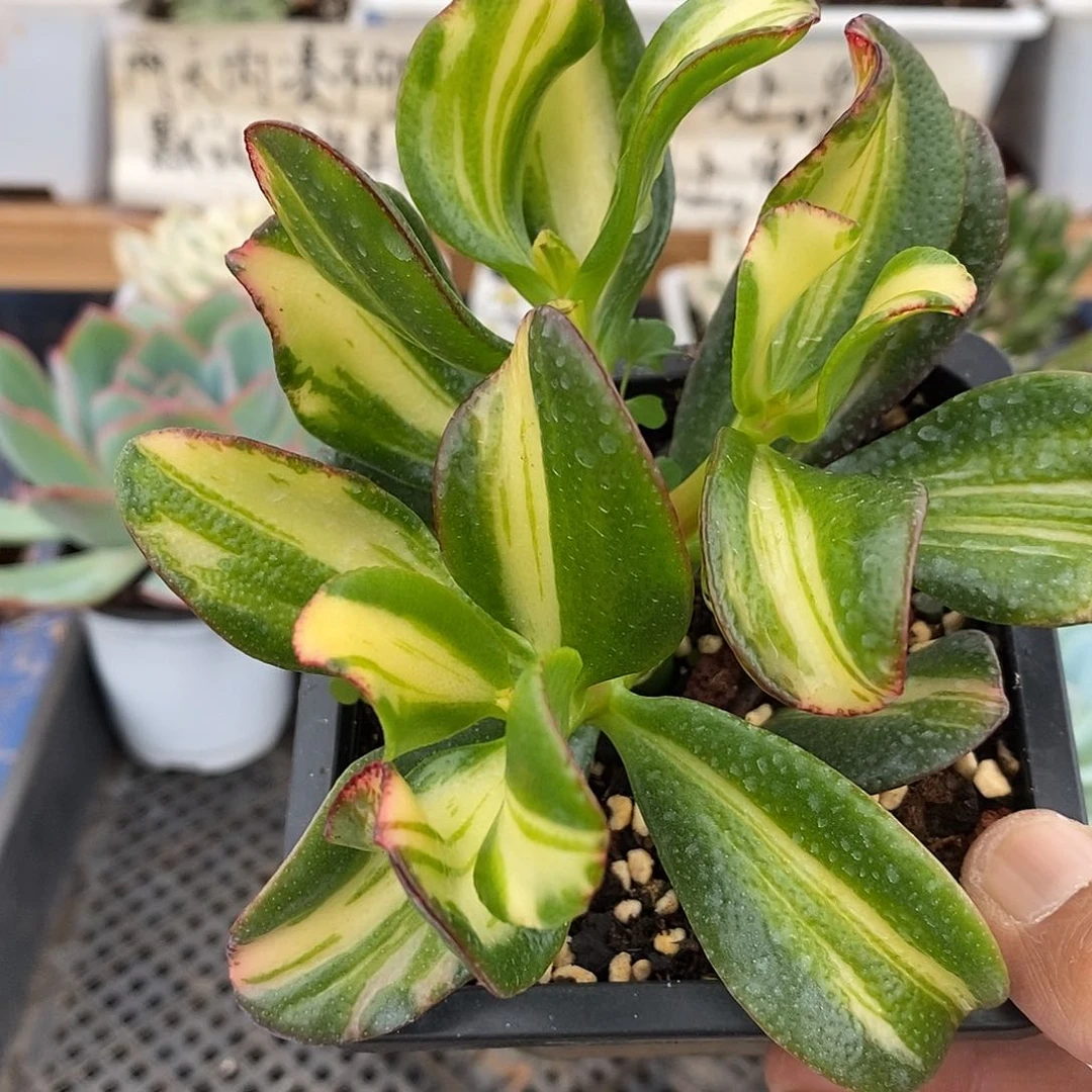 23259 七彩蝶锦自然群