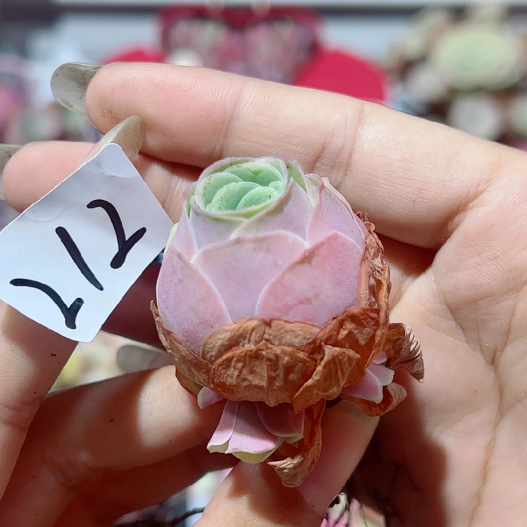 212水蜜桃小群开播福利。