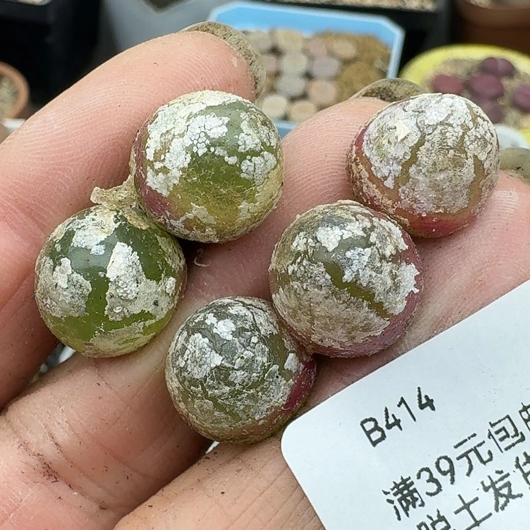 414多肉哈哈哈哈哈哈哈