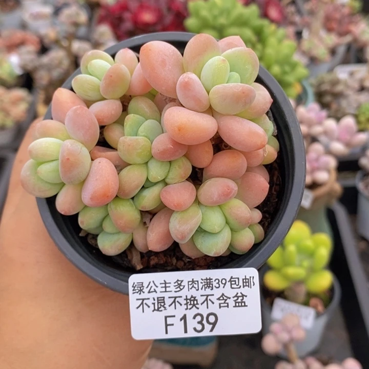 橘子香水洛神8cm139多肉植物