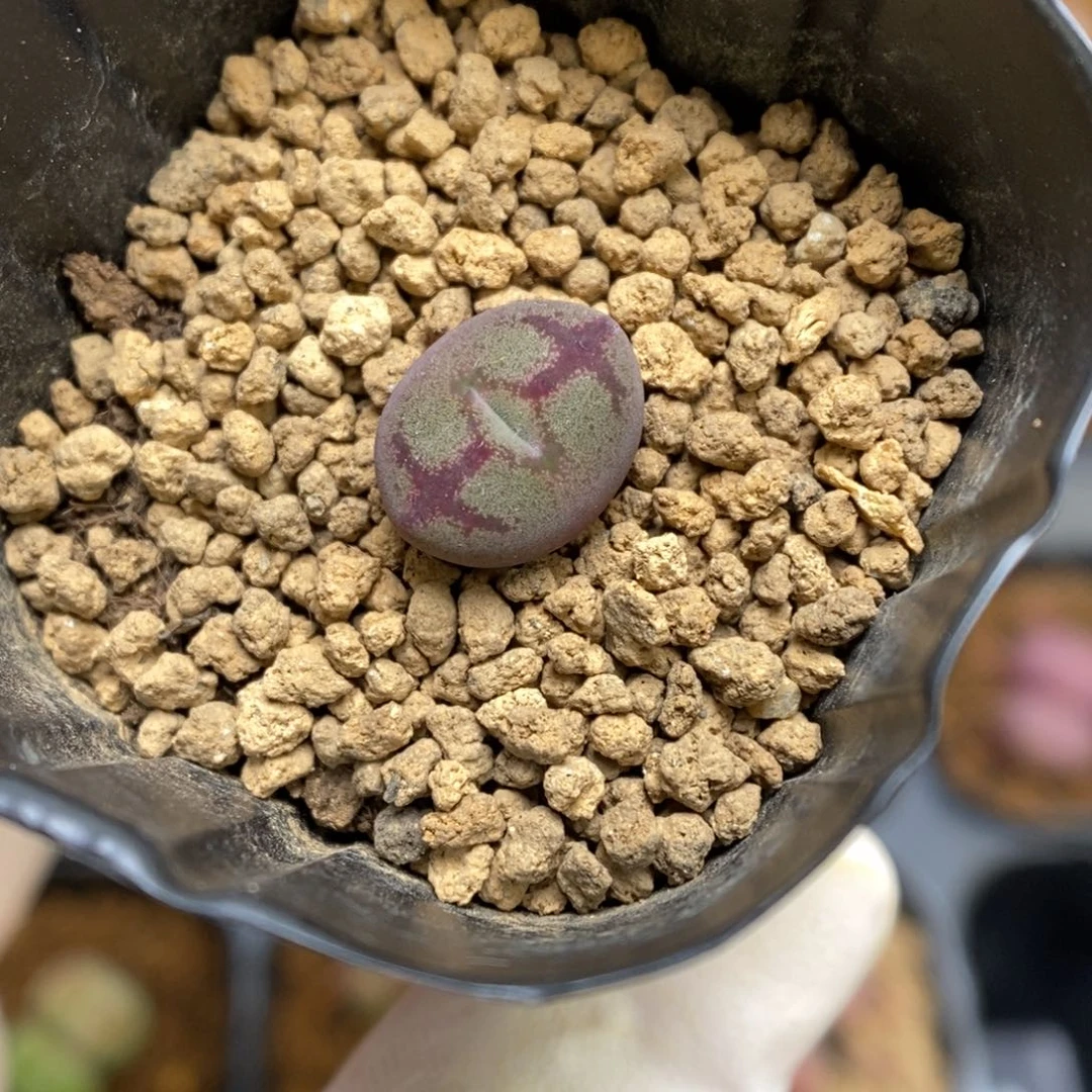 多肉植物肉锥杂交K-1036