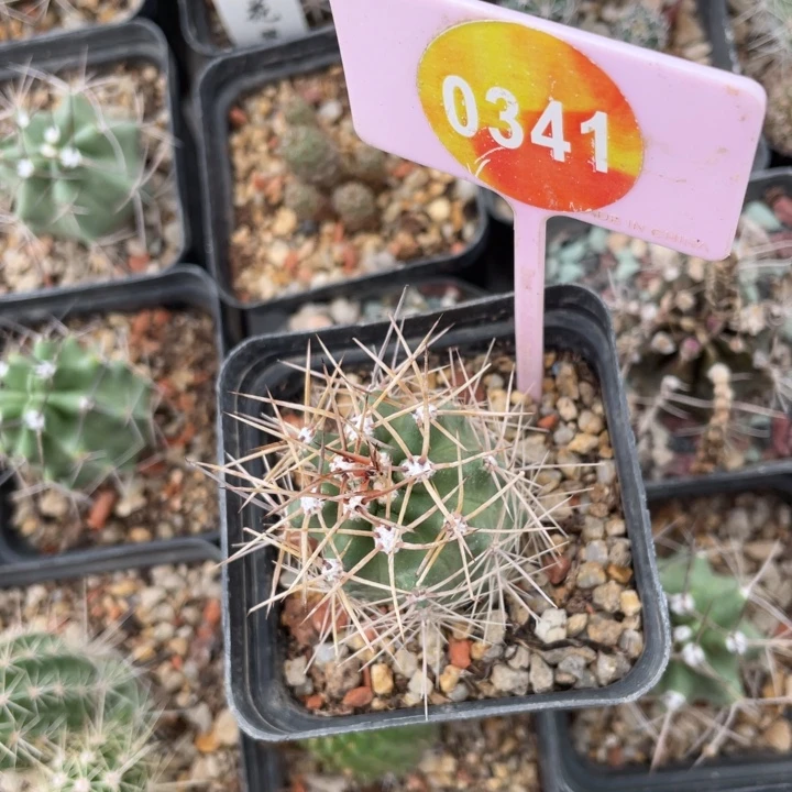 羴***实生狂刺虾03410341