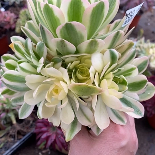 84辛尼亚多肉清棚福利