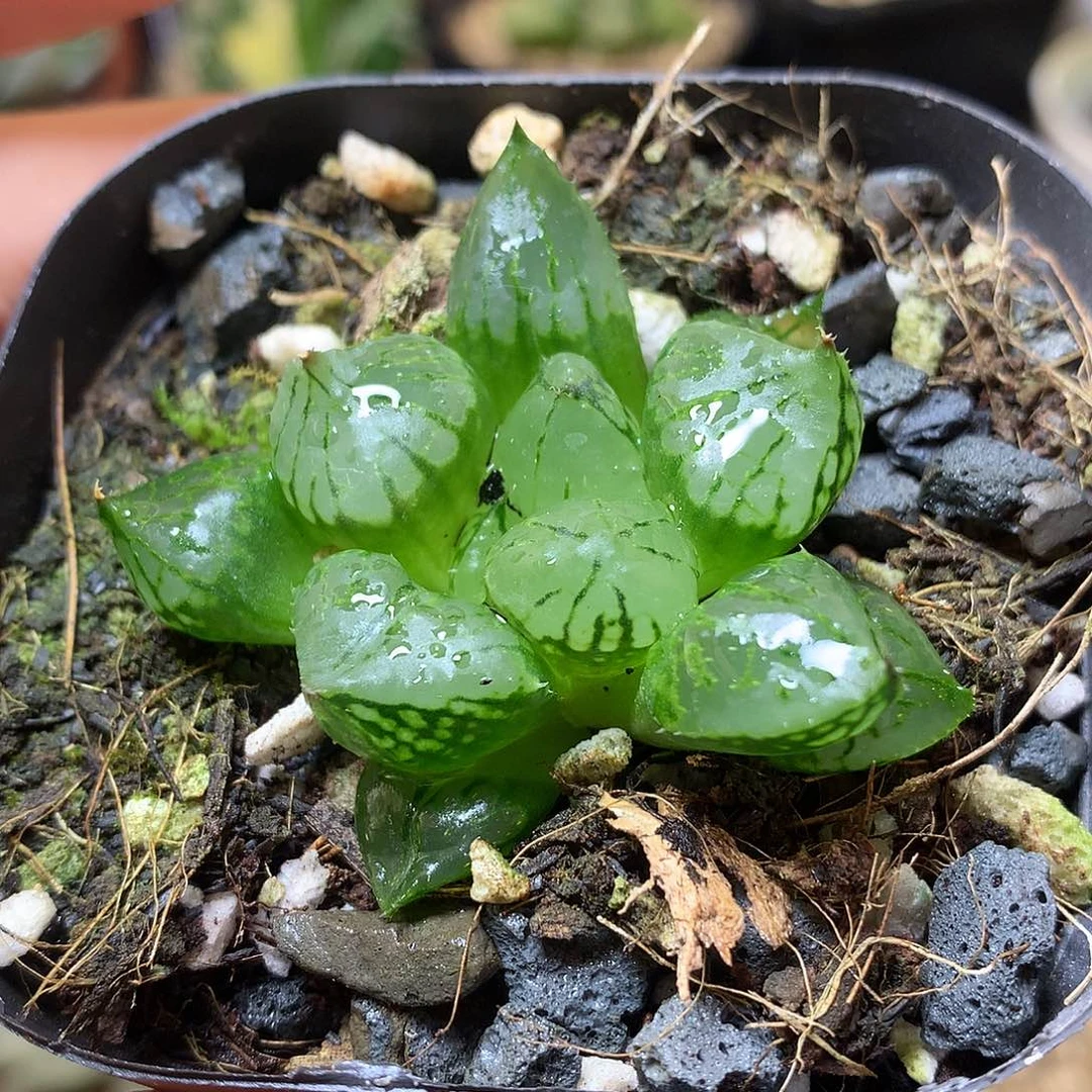 裹克带盆土发货tleok