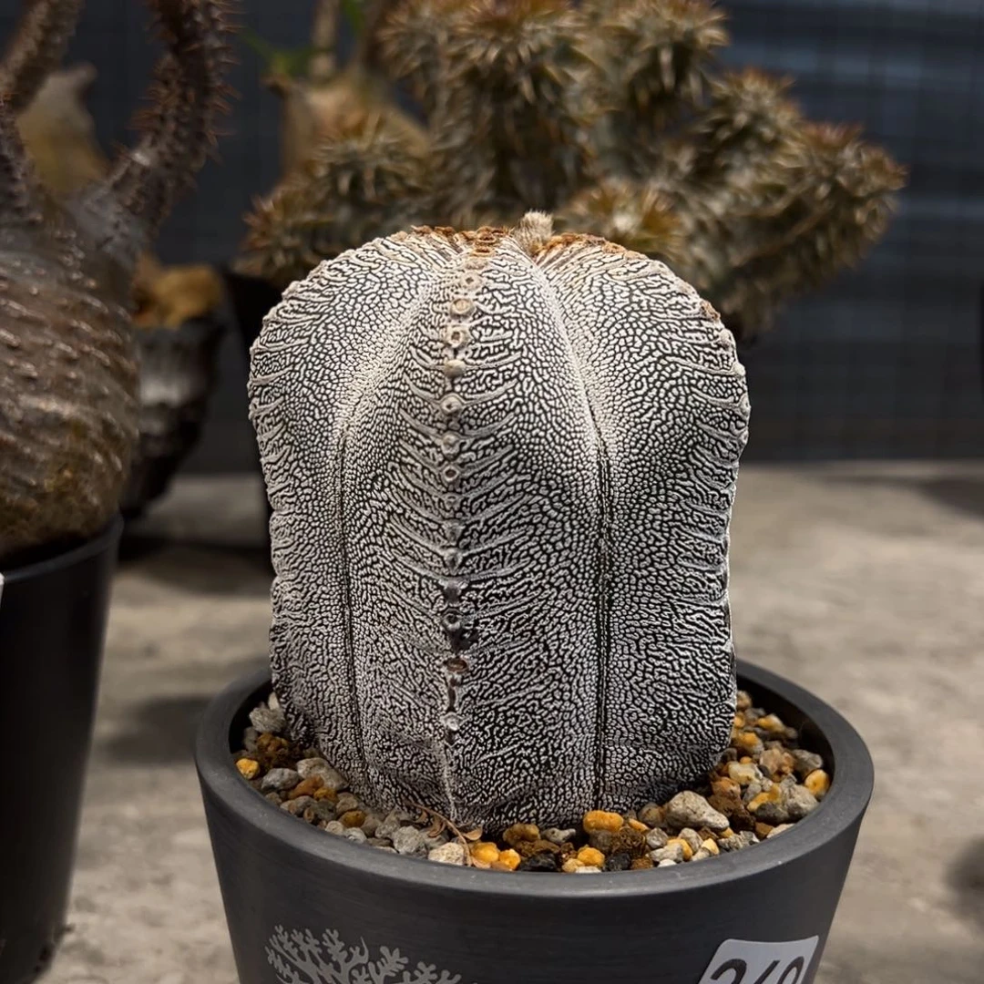 半**牙369恩冢植物带盆