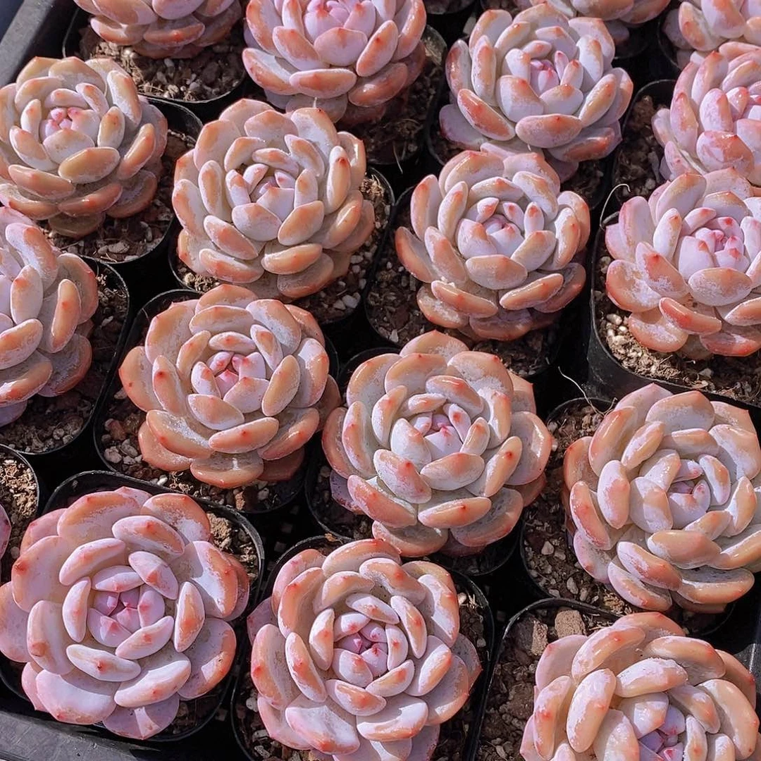 0614- 黑方星星橙单头福利2颗 量拍