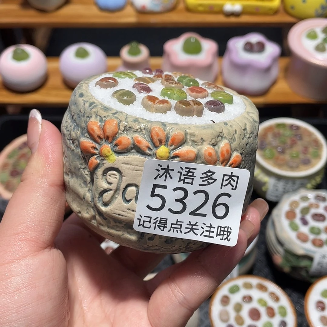 带盆土植物 一物一拍5326