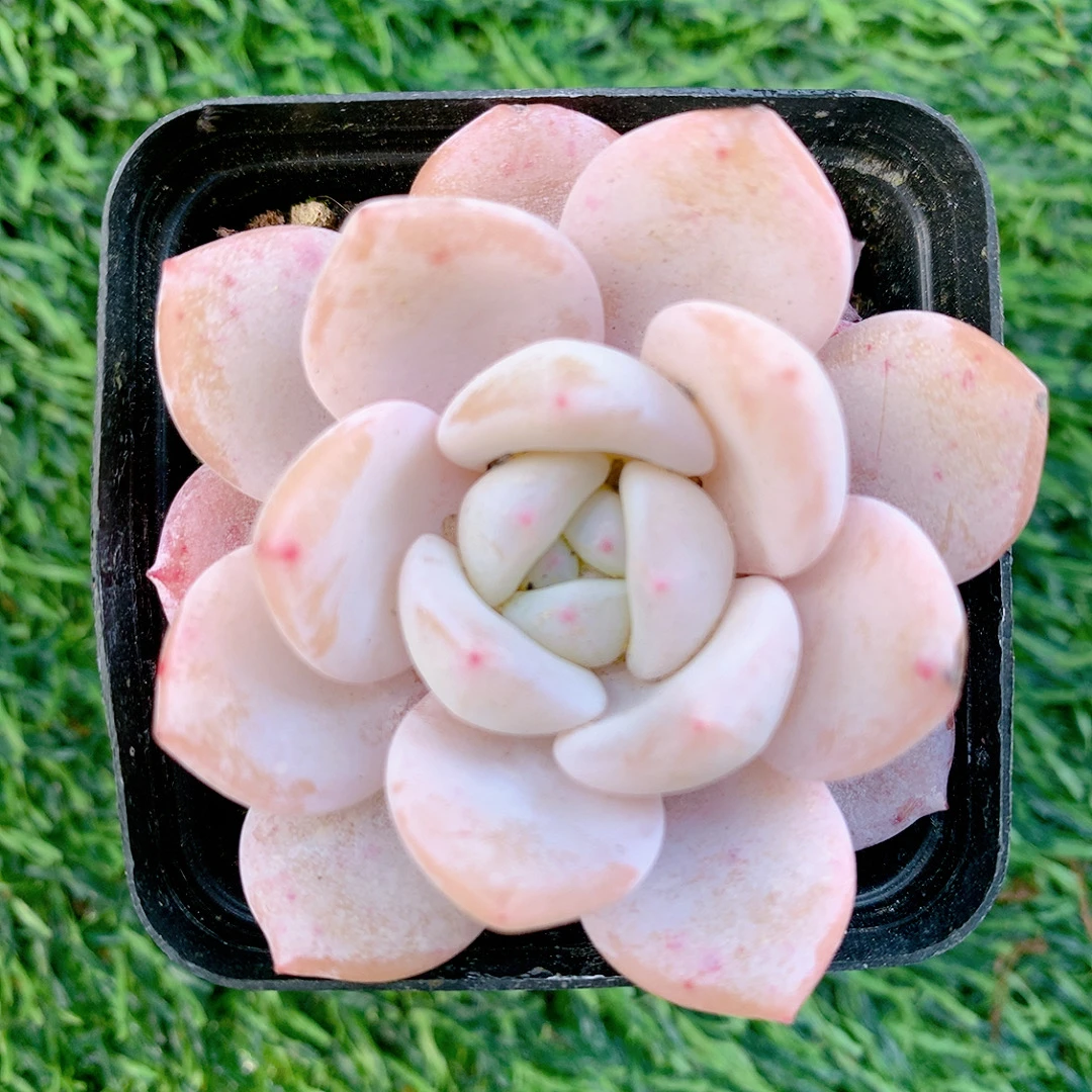 奶盖精品多肉植物盆栽阳台花卉一单包邮
