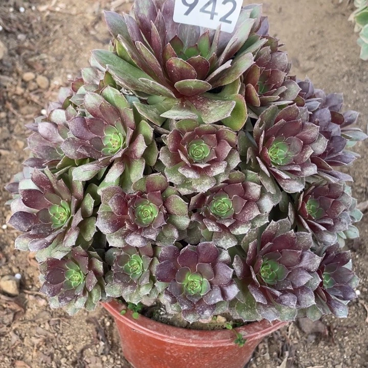 无花朵942对肉植物红魔