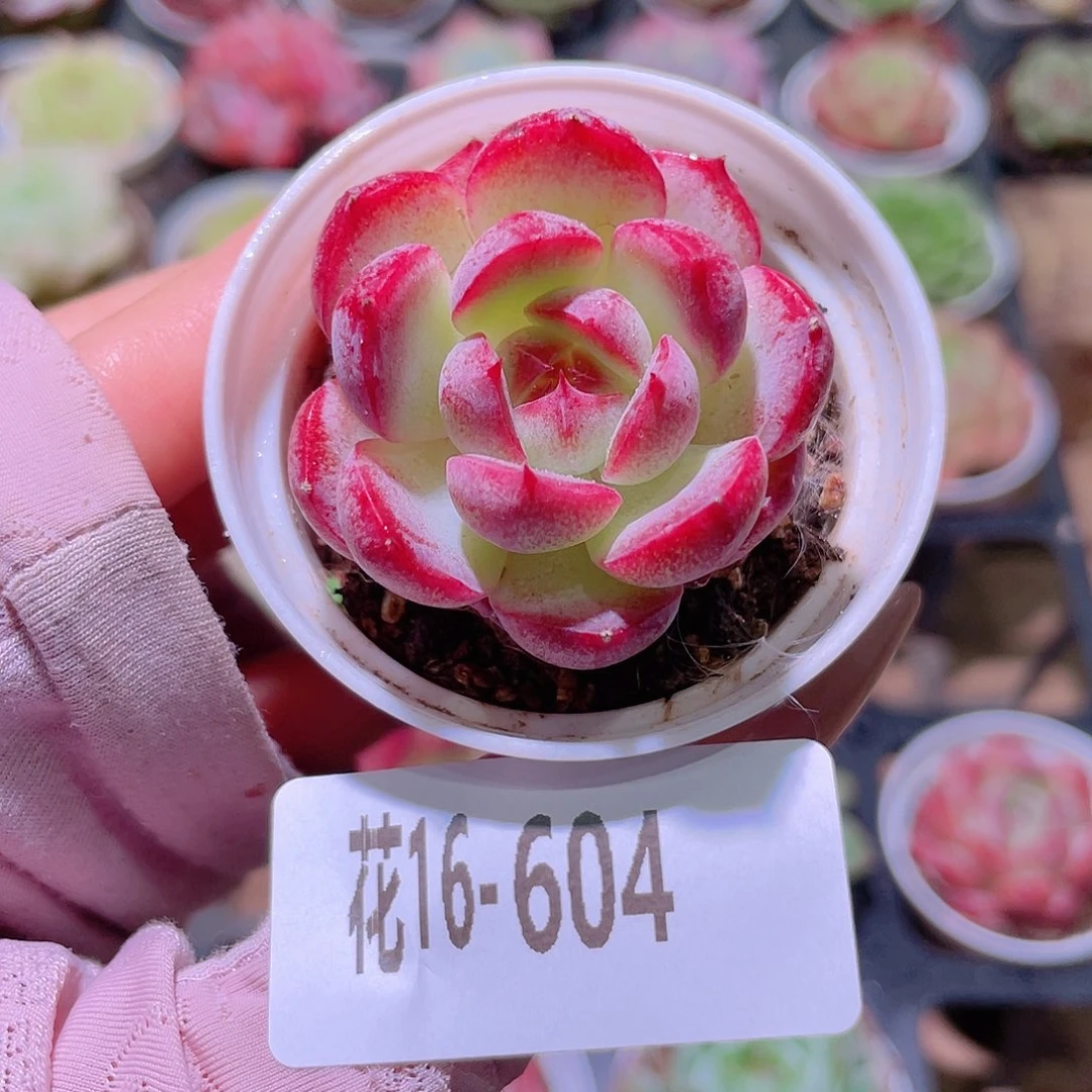 花利美16-604新品