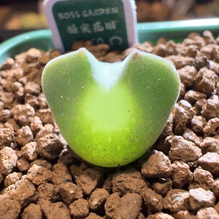 602。青蛙2年大大大眼。