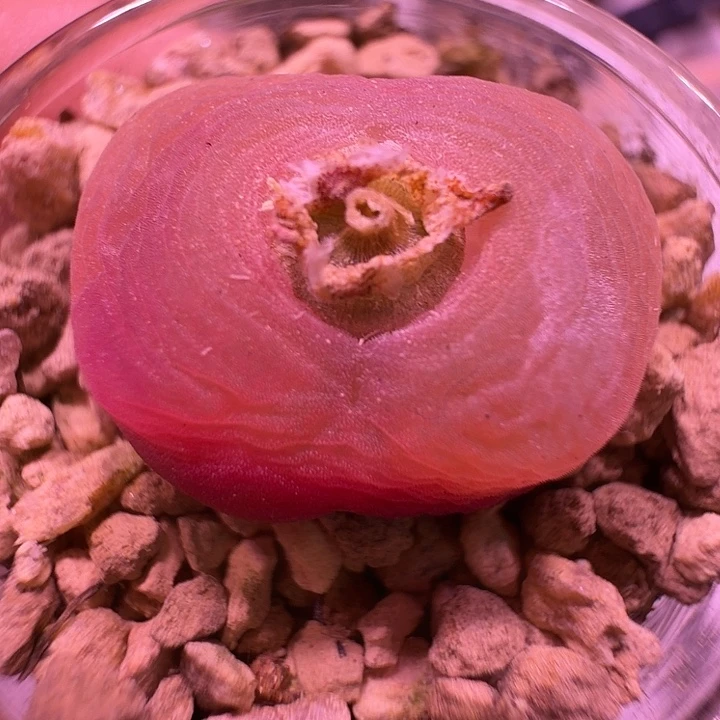 1号炫彩渐变色毛汗尼一物一拍