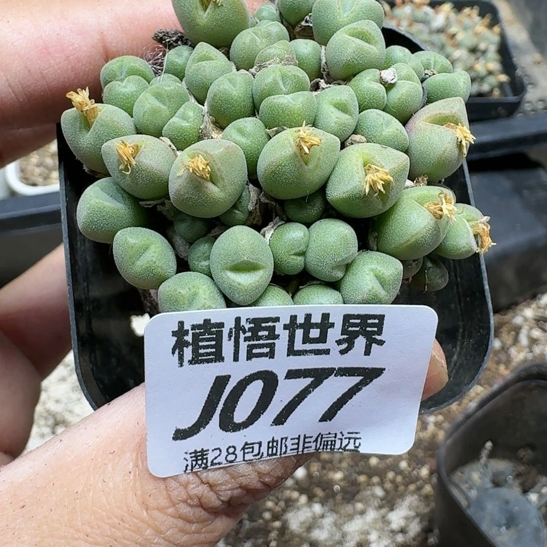 多肉植物发润泽fhjmm