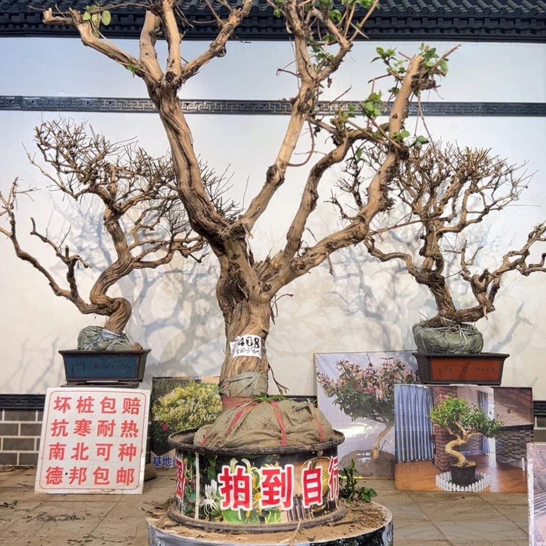 无花朵金银花开花1574599