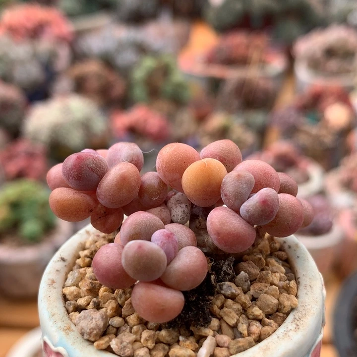 奶酪桃蛋多肉  007