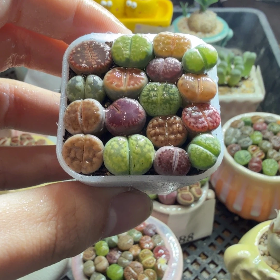 多肉葡萄的季节性923