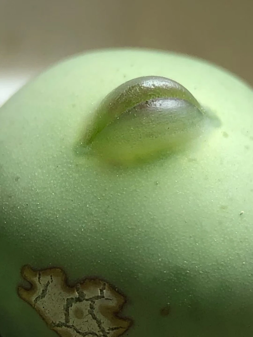 大小海豚嘴嘟嘟嘴透明嘟嘟嘴玻尿酸，发货是图5，可选