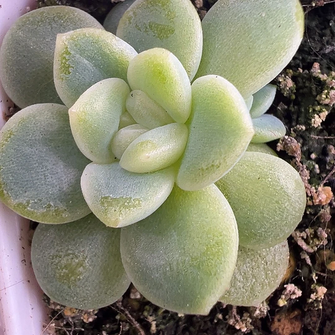 财富密码Ct 原价28