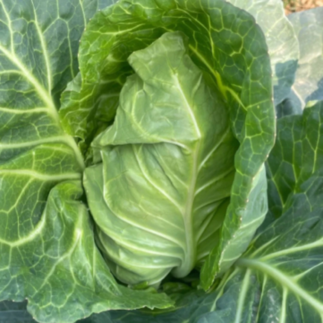 一村一品山野好货【精选-包菜】