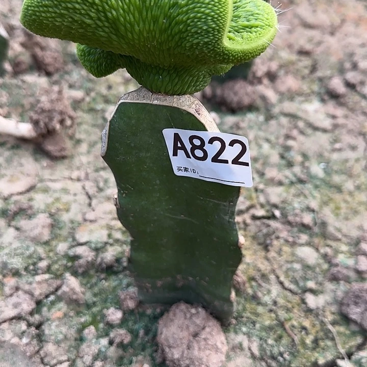 福***诺无花朵嫁接青蛇缀822